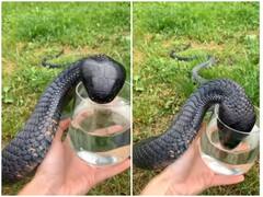 Watch: जहरीले सांप से जान बचाने के बजाए उसे पानी पिलाता दिखाता शख्स, वीडियो देख हैरान हुए लोग