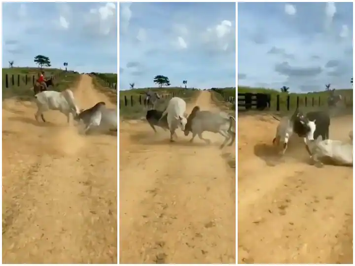 ਬਲਦਾਂ ਦੀ ਲੜਾਈ 'ਚ ਸਾਨ੍ਹ ਨੇ ਮਾਰੀ ਐਂਟਰੀ, ਦੋਹਾਂ ਨੂੰ ਸਿਖਾਇਆ ਸਬਕ, ਵਾਇਰਲ ਹੋਈ ਵੀਡੀਓ