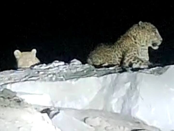 Rajasthan: गर्मी की दस्तक के साथ ही इस शहर में पहुंच जाते है पैंथर, इंसानों से होता है संघर्ष Rajasthan summer starts panthers reach in udaipur city, struggle with humans ann Rajasthan: गर्मी की दस्तक के साथ ही इस शहर में पहुंच जाते है पैंथर, इंसानों से होता है संघर्ष