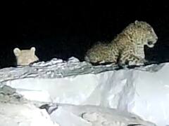 Rajasthan: गर्मी की दस्तक के साथ ही इस शहर में पहुंच जाते है पैंथर, इंसानों से होता है संघर्ष