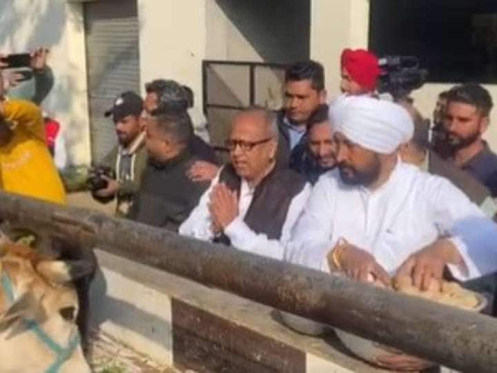 Punjab CM Charanjit Singh Channi feeds cows in Bhadaur Assembly Constituency of Barnala District Punjab Election 2022: वोटिंग से पहले CM Channi ने भदौर में गायों को खिलाया चारा, दो सीटों से लड़ रहे हैं चुनाव, देखें वीडियो