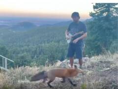 Watch: पहाड़ियों पर Banjo बजा रहा था शख्स, तभी दौड़ती हुई आई खूंखार लोमड़ी और फिर...