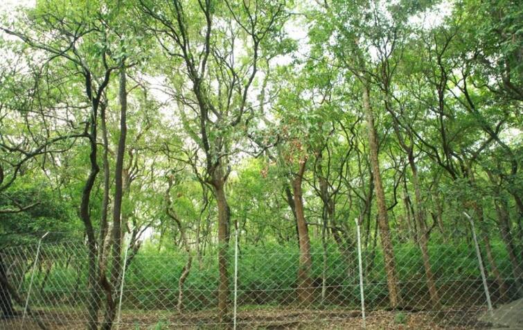 Sandalwood farming gives you bumper profit check details Sandalwood Farming: કમાવા ઈચ્છો છો બંપર નફો તો કરો આ વૃક્ષની ખેતી, એક કરોડથી વધુ થશે કમાણી