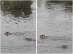 पानी में उतर कर शेरनी ने मगरमच्छ को दी चुनौती, रोंगटे खड़े कर देगा वीडियो