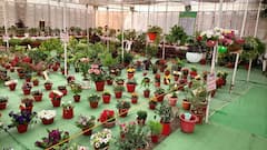 PHOTO : फुलांनी फुलली अंबानगरी; अनोखं पुष्पप्रदर्शन पाहून तुम्हीही म्हणाल, व्वा...