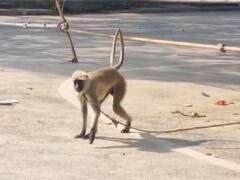 UP Election 2022: पीलीभीत में स्ट्रॉन्ग रूम की सिक्योरिटी के लिए तैनात करना पड़ा लंगूर, जानें क्या है पूरा मामला