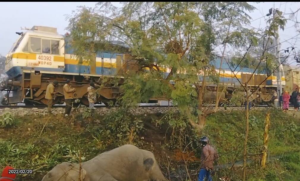 Bareilly News: मालगाड़ी की चपेट में आने से एक हथनी की दर्दनाक मौत, ट्रेन के ड्राइवर पर मामला दर्ज करने के आदेश