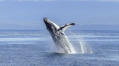 World Whale Day 2022: পরিবেশ বাঁচিয়েও নিজে বিপদে, আজ বিশ্ব তিমি দিবস