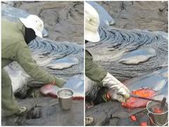 ज्वालामुखी पर चढ़कर आसानी से लावा को इकट्ठा करता दिखा शख्स, रोंगटे खड़े कर देगा वीडियो