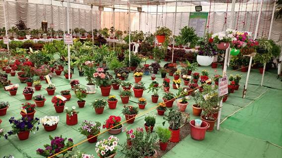 अमरावतीमध्ये फुलांचं भन्नाट प्रदर्शन