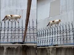 लोहे की नुकीली ग्रिल पर 'कैट वॉक' करती दिखी बिल्ली, हैरत में डाल देगा वीडियो