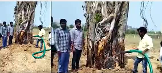 Oldest Tree in Siricilla: Transplantation ద్వారా మర్రిచెట్టుకు మళ్లీ జీవం | ABP Desam
