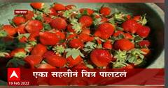Palghar : Special report : महाबळेश्वरमध्ये मिळणारी स्ट्रॉबेरी आता पालघरमध्येही सहज उपलब्ध होणार