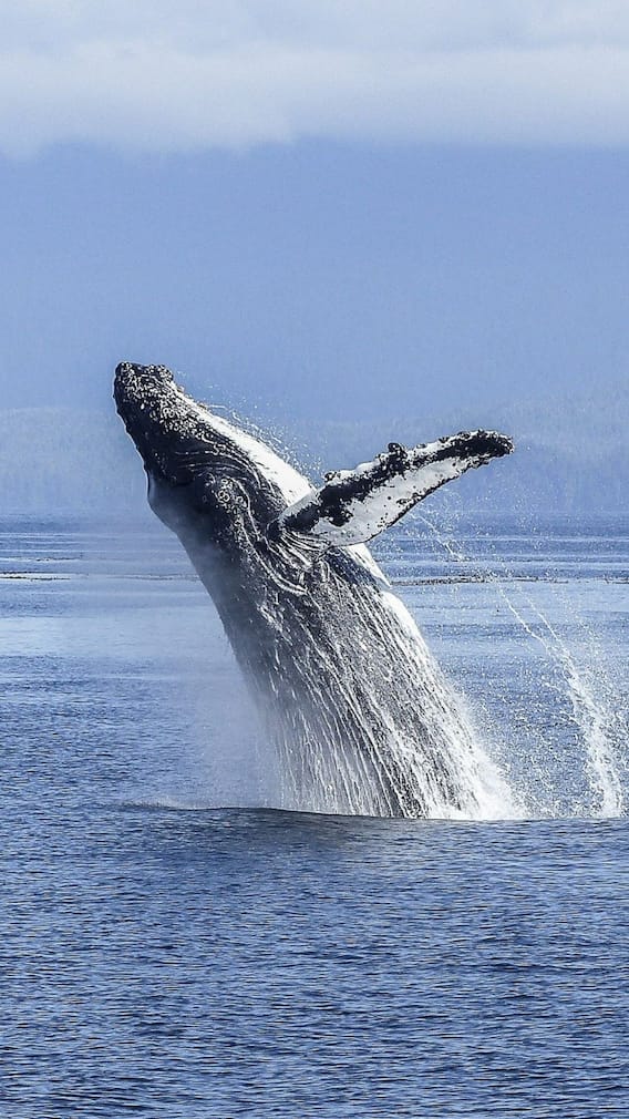 World Whale Day: তিমি বাঁচলে, বাঁচবে পৃথিবী