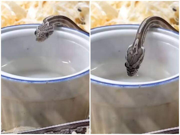 Dangerous snake was seen drinking water by putting its mouth in the pot  बर्तन में मुंह डाल कर पानी पीता नजर आया खतरनाक सांप, वीडियो देख दंग रह जाएंगे आप