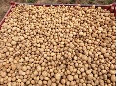 Jashpur: आलू की खेती से लाखों की आमदनी कर रहीं महिलाएं, एक सीजन में कमा लेती हैं इतने लाख, देखें तस्वीरें