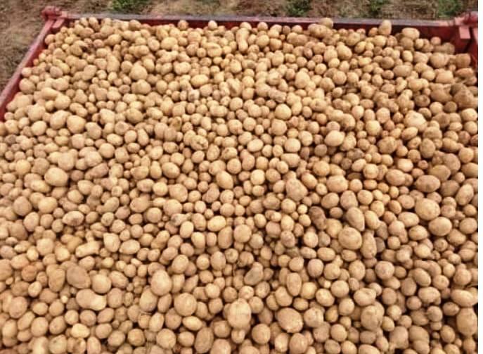 छत्तीसगढ़ के जशपुर में स्व. सहायता समूह की महिलाएं आलू की खेती कर आर्थिक रूप से मजबूत और आत्मनिर्भर बन रही हैं. जिले के बगीचा विकासखंड के सुलेसा गोठान की जय भवानी स्व-सहायता समूह की 10 महिलाएं आलू की खेती करके अच्छा मुनाफा कमा रही है. बगीचा विकासखंड में कुल 1347 समूह संचालित है. इनमें से जय भवानी समूह द्वारा गौठान में साग-सब्जी की खेती के साथ आलू की खेती की जा रही है. पाठ क्षेत्रों में आलू की खेती के लिए यहां की मिट्टी एवं जलवायु बहुत उपयुक्त है. इन क्षेत्रों में किसानों को आलू की खेती से अच्छा मुनाफा भी होता है. पाठ क्षेत्र के आलू अन्य राज्यों में भी भेजे जाते है. जिससे किसानों को आलू का अच्छा और सही दाम मिल जाता है.