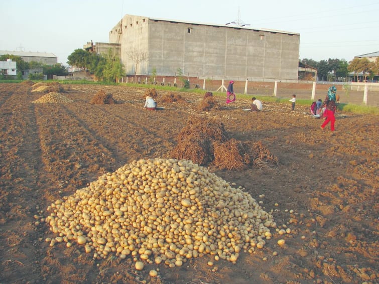 Natural Farming: Through natural farming of Potato this farmer of Deesa earns thousand of rupees Natural Farming: પ્રાકૃતિક ખેતીથી બટાકાનું મલબખ ઉત્પાદન કરી લાખોમાં કમાણી કરે છે ડીસાનો આ ખેડૂત