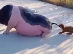 नन्हे डॉगी ने आलसी सुअर को खींचकर टहलने पर किया मजबूर, लोगों की छूटी हंसी