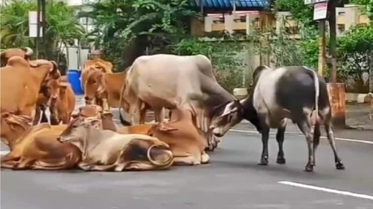 Ahmedabad Municipal Corporation will use bouncers to stop stray cattle, AMC will be deployed at 96 places in the city રખડતા ઢોરના ત્રાસને ડામવા અમદાવાદ મનપા બાઉન્સરો રાખશે, શહેરના 96 સ્થળે AMC કરશે તૈનાત