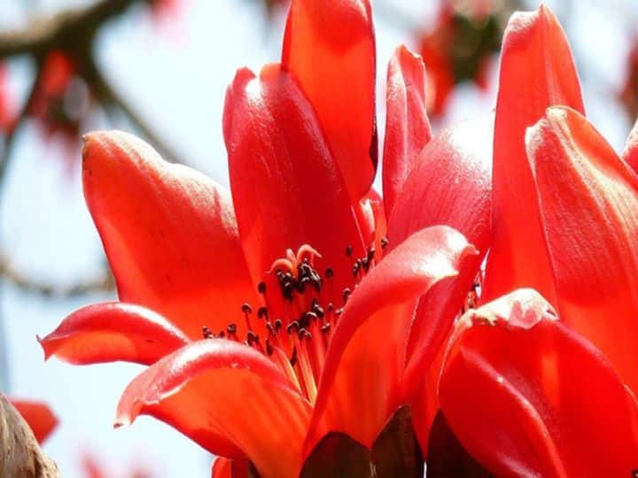 palash flower benefits keep this flower in tijori for wealth money and prosperity इस चमत्कारी फूल में ब्रह्मा, विष्णु और महेश का होता है वास, तिजोरी में रखते ही दिखता है चमत्कार