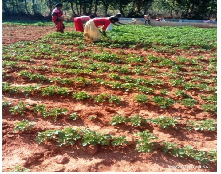 जय भवानी स्व. सहायता समूह की महिलाओं ने इसी उद्देश्य से गौठान में आलू की खेती करना शुरू किया. जय भवानी स्व-सहायता समूह को बिहान योजना के तहत् समूह को चक्रिय निधि के रूप में 15 हजार की राशि दी गई. इनमें समूह में बचत राशि में वृद्धि के रूप में सहयोग मिली. समूह के बीच में आपसी लेन-देन व समय पर ऋण वापसी होने के कारण बचत राशि बढ़ने लगे. इस समूह में 10 सदस्य जुड़े हुए है और प्रतिमाह 100 रुपए जमा किया जाता है. बचत राशि को जमा करने के लिए छत्तीसगढ़ राज्य ग्रामीण बैंक बगीचा में बचत खाता खुलवाया गया है और समूह द्वारा प्रतिमाह बचत राशि को बैंक में जमा करते हैं.