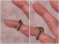 महिला की रिंग फिंगर से लिपटा दिखा क्यूट बेबी स्नेक, डरने के बजाए दिल हार बैठेंगे आप