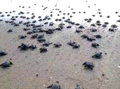 Oliver Ridley turtle chicks left at sea after incubated and protected மயிலாடுதுறை : பாதுகாக்கப்பட்ட, அரிய வகை ஆலிவர் ரிட்லி ஆமைக் குஞ்சுகள் கடலில் விடப்பட்டன..