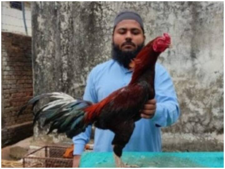 Janjgir Champa hobby of poultry farming made him famous keeps fighter and costly chicken ANN Janjgir Champa: महंगे नस्ल के मुर्गे पालने के शौक की बदौलत मशहूर हुआ शख्स, अब कई राज्यों में फैल गया कारोबार