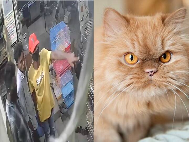 Mysterious Assamese stole a Persian cat famous for its Vijay movie They left the store again after complaining to the police மாஸ்டர் படம் மூலம் பிரபலமான பெர்சியன் ரக பூனையை திருடிய இளைஞர்கள் - போலீஸுக்கு புகார் சென்றதும் அதே இடத்தில் விட்டு சென்றனர்