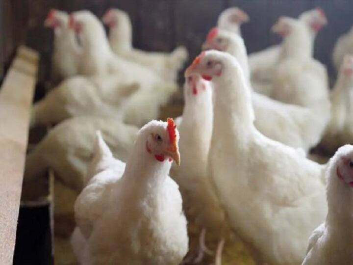 Bird-flu outbreak in Palghar kills 31,000 hens in three days in Vasai-Virar area Palghar News : पालघरमध्ये बर्ड-फ्लूचा कहर, वसई-विरार क्षेत्रात तीन दिवसांत 31 हजार कोंबड्या केल्या नष्ट