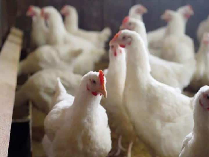 महाराष्ट्र के ठाणे में बर्ड फ्लू का कहर, एक पोल्ट्री फॉर्म में 100 मुर्गियां मरने से हड़कंप