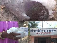 Indore: इंदौर में अजीबोगरीब मामला, मरे हुए कबूतरों के साथ थाने पहुंची महिला, पुलिस ने कराया पोस्टमॉर्टम