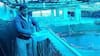 Biofloc Fish Farming: পুকুর ছাড়াই মাছচাষ? দিশা দেখাচ্ছে বায়োফ্লক