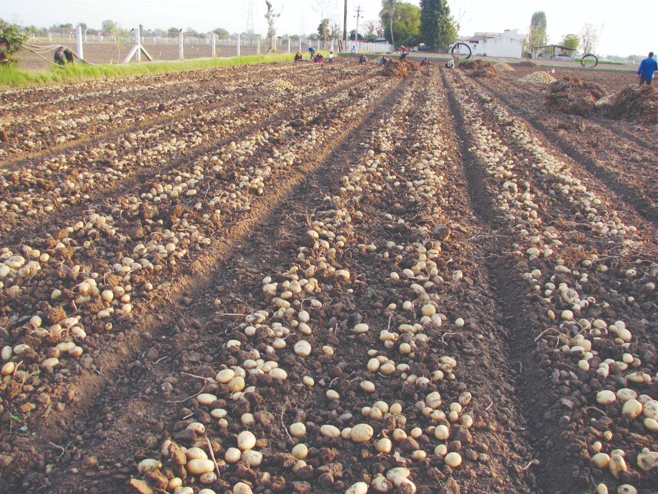 Natural Farming: પ્રાકૃતિક ખેતીથી બટાકાનું મલબખ ઉત્પાદન કરી લાખોમાં કમાણી કરે છે ડીસાનો આ ખેડૂત