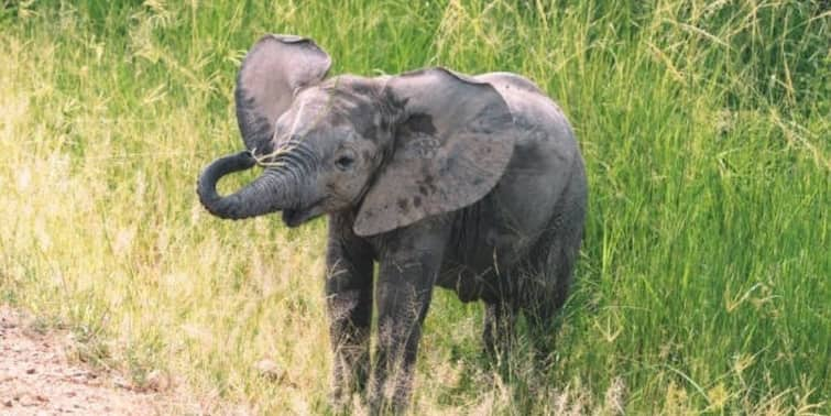 Pashchim Medinipur: baby Elephant falls into well cut for farmimg rescued by villagers and forest department Pashchim Medinipur: চাষের জন্য কাটা কুয়োয় পড়ল হস্তি শাবক, গ্রামবাসী-বনকর্মীদের তৎপরতায় উদ্ধার