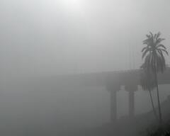 West Bengal Fog : শীতের বিদায়বেলায় কুয়াশা যখন ...