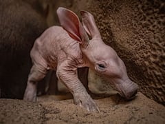'It's A Girl': UK Zoo Welcomes Dobby, Its First Aardvark Calf Born In 90 Years. See Photos