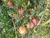 Pomegranate Farmers : राज्यातील डाळिंब उत्पादक शेतकरी संकटात, केंद्रीय पथकाकडून नुकसानग्रस्त भागाची पाहणी
