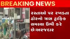 રખડતા ઢોર મુદ્દે રાજ્ય સરકાર લાવશે નવો નિયમ, રાજ્ય સરકારની કબૂલાત, જુઓ ગુજરાતી ન્યુઝ