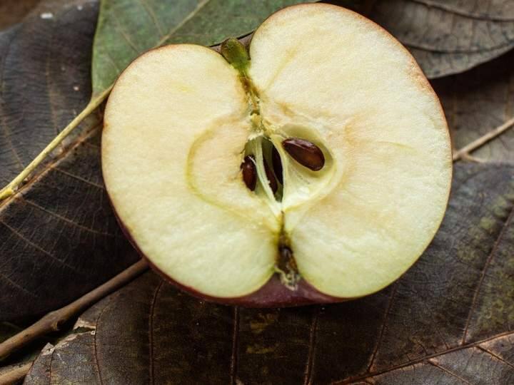 Are apple seeds poisonous? What happens when you eat? Apple Seeds: ఆపిళ్లు ఎన్నయినా తినండి, వాటిలోని గింజలు ఎక్కువ తింటే మాత్రం నేరుగా ఐసీయూకే