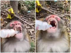 जंगल में एनर्जी ड्रिंक गटकते दिखा बंदर, रिएक्शन से जीता यूजर्स का दिल