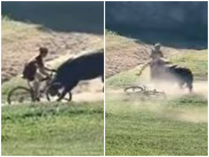 Bull attacks mountain biker in scary viral video from California गुस्सैल बैल का शिकार हुआ माउंटेन बाइकर, रोंगटे खड़े कर देगा वीडियो