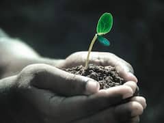 No more Pandemics: కరోనాలాంటి మహమ్మారులు మళ్లీ రాకుండా ఉండాలంటే చెట్లు పెంచాల్సిందే, చెబుతున్న కొత్త అధ్యయనం