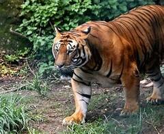 Tiger Captured: ১৫ দিন আতঙ্ক ছড়ানোর পর এবার রায়দিঘিতে ধরা পড়ল বাঘ|Bangla News