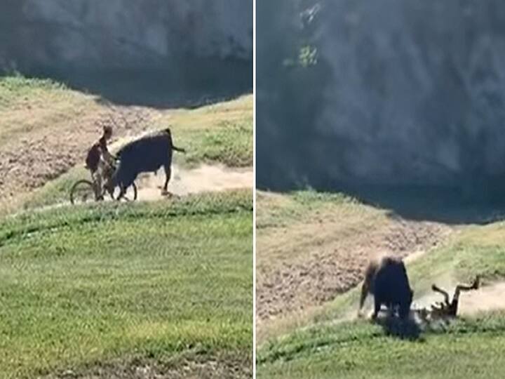 Raging bull attacks biker: வாடா .. வந்து பாருடா... சைக்கிளில் சென்றவரை முட்டித்தூக்கிய காளை.. வைரல் வீடியோ..!