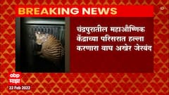Chandrapur : महाऔष्णिक केंद्राच्या परिसरात हल्ला करणारा वाघ अखेर जेरबंद, आणखी दोन वाघांचा शोध सुरू