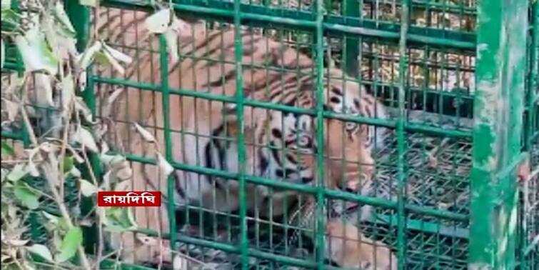 South 24 Parganas Raidighi Tiger Trapped by Forest Department after 15 days attempt Tiger Trapped in Raidighi : অবশেষে আতঙ্কের অবসান, রায়দিঘিতে বন দফতরের খাঁচায় ধরা পড়ল রয়্যাল বেঙ্গল