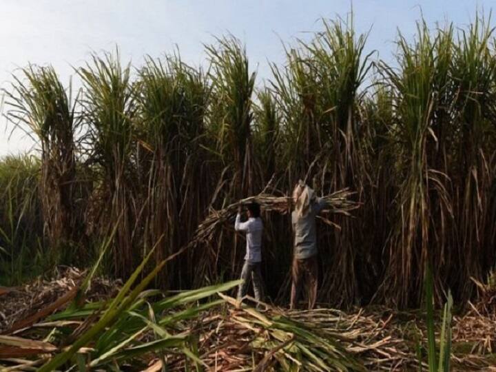 Division of frp in two phases, state governments decision Sugarcane :  राज्य सरकारकडून उसाच्या एफआरपीचे तुकडे, ऊस उत्पादक आक्रमक होणार?