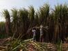 Sugarcane :  राज्य सरकारकडून उसाच्या एफआरपीचे तुकडे, ऊस उत्पादक आक्रमक होणार?